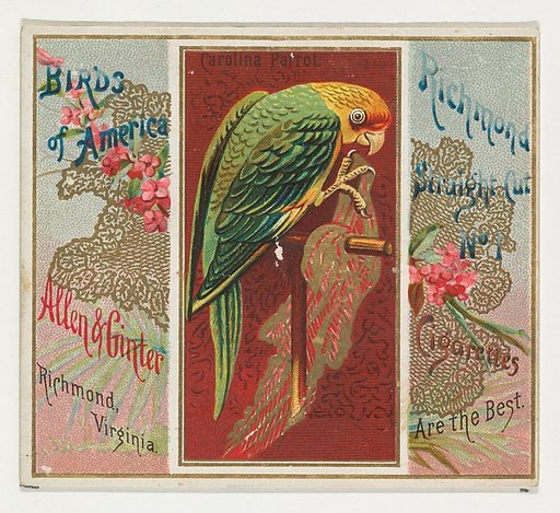 Carolina Parrot, from the Birds of America series (N37) for Allen & Ginter Cigarettes