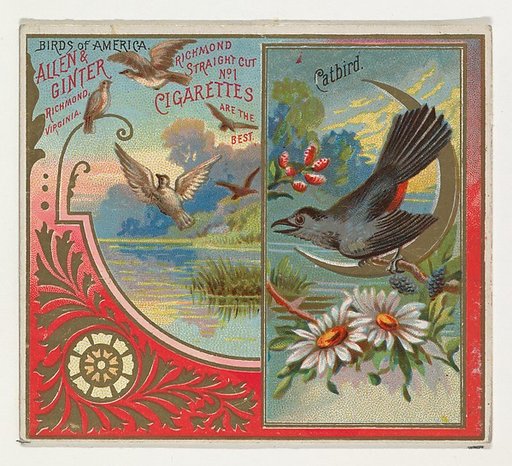 Catbird, from the Birds of America series (N37) for Allen & Ginter Cigarettes