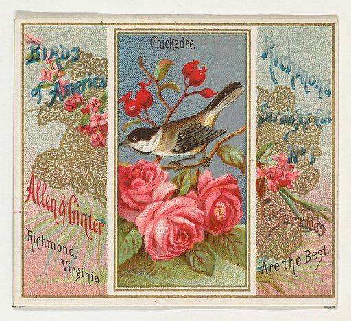 Chickadee, from the Birds of America series (N37) for Allen & Ginter Cigarettes
