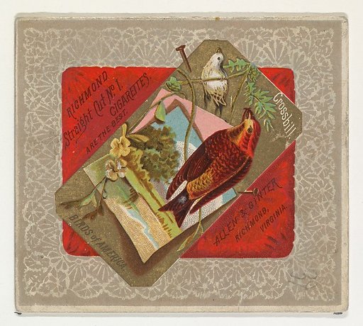 Crossbill, from the Birds of America series (N37) for Allen & Ginter Cigarettes