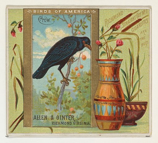 Crow, from the Birds of America series (N37) for Allen & Ginter Cigarettes