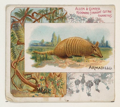 Armadillo, from Quadrupeds series (N41) for Allen & Ginter Cigarettes
