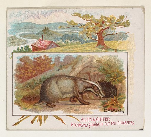 Badger, from Quadrupeds series (N41) for Allen & Ginter Cigarettes