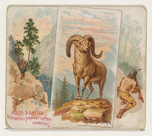 Bighorn, from Quadrupeds series (N41) for Allen & Ginter Cigarettes