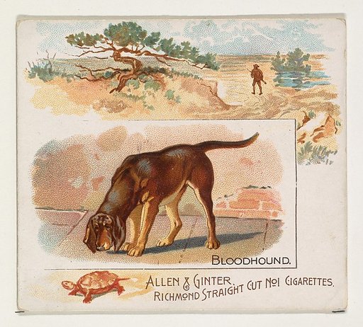 Bloodhound, from Quadrupeds series (N41) for Allen & Ginter Cigarettes