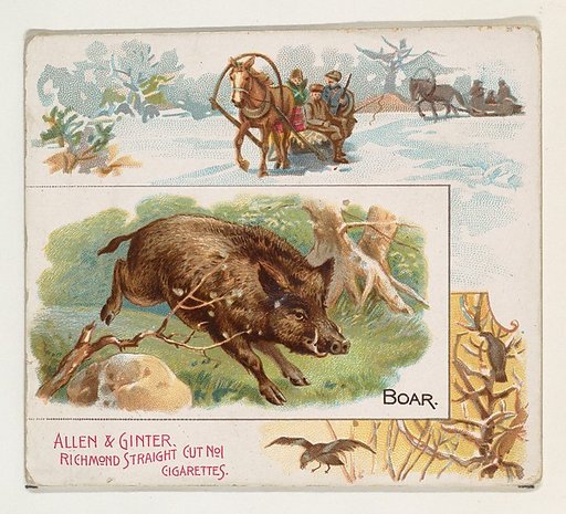 Boar, from Quadrupeds series (N41) for Allen & Ginter Cigarettes
