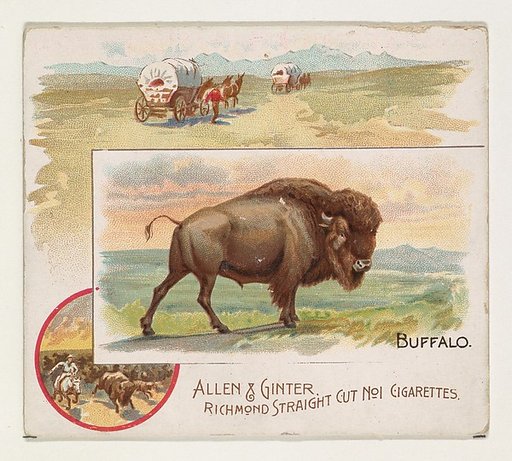 Buffalo, from Quadrupeds series (N41) for Allen & Ginter Cigarettes