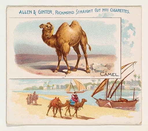 Camel, from Quadrupeds series (N41) for Allen & Ginter Cigarettes