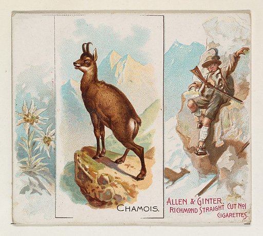 Chamois, from Quadrupeds series (N41) for Allen & Ginter Cigarettes