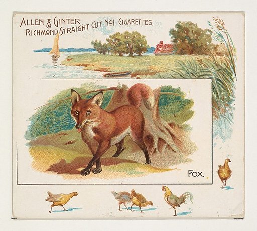 Fox, from Quadrupeds series (N41) for Allen & Ginter Cigarettes
