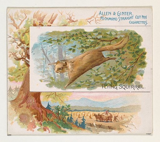Flying Squirrel, from Quadrupeds series (N41) for Allen & Ginter Cigarettes