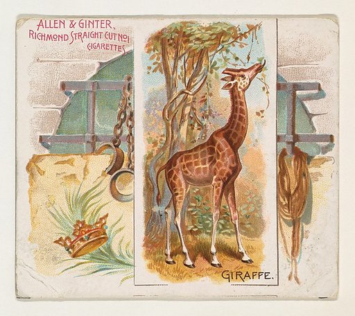Giraffe, from Quadrupeds series (N41) for Allen & Ginter Cigarettes