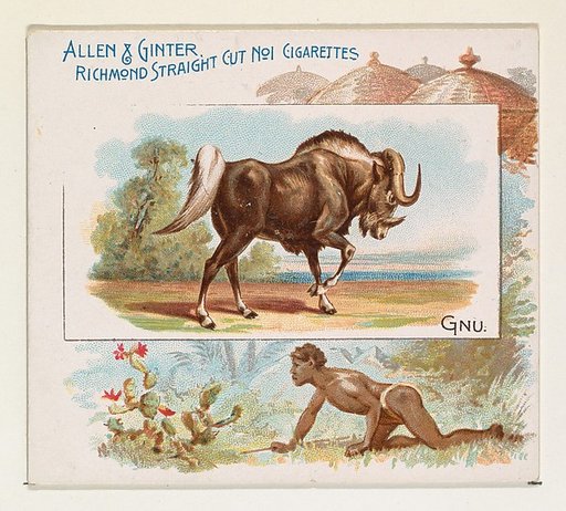 Gnu, from Quadrupeds series (N41) for Allen & Ginter Cigarettes