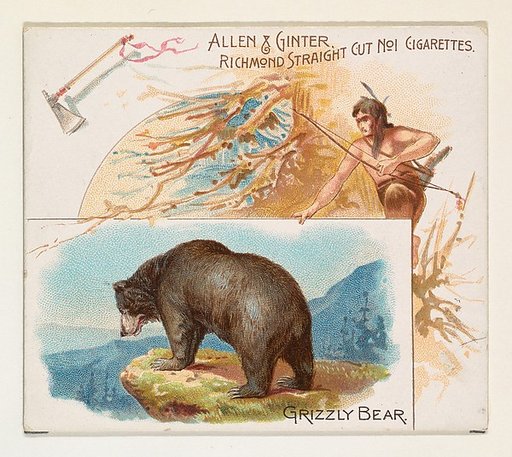 Grizzly Bear, from Quadrupeds series (N41) for Allen & Ginter Cigarettes