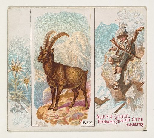 Ibex, from Quadrupeds series (N41) for Allen & Ginter Cigarettes