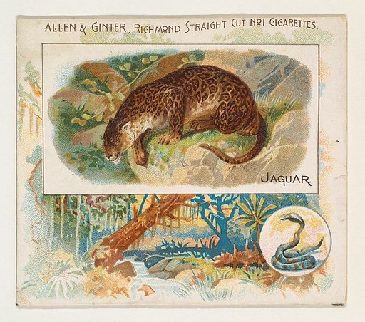 Jaguar, from Quadrupeds series (N41) for Allen & Ginter Cigarettes