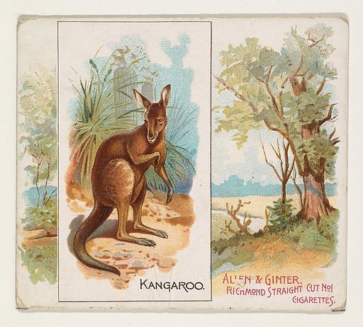 Kangaroo, from Quadrupeds series (N41) for Allen & Ginter Cigarettes