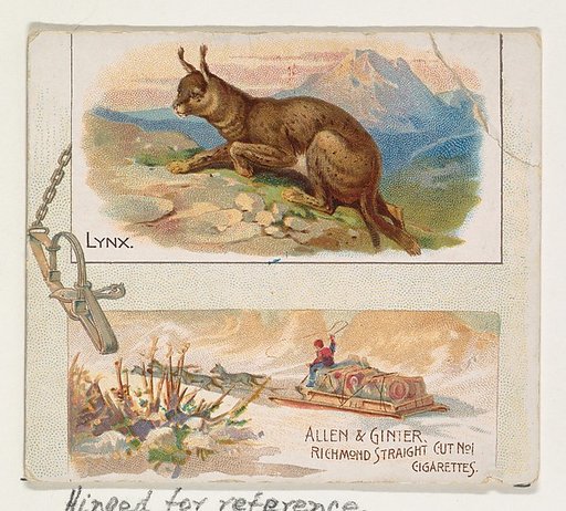 Lynx, from Quadrupeds series (N41) for Allen & Ginter Cigarettes