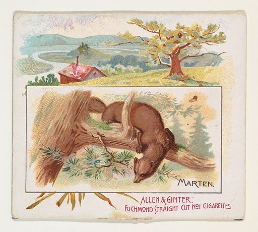 Marten, from Quadrupeds series (N41) for Allen & Ginter Cigarettes