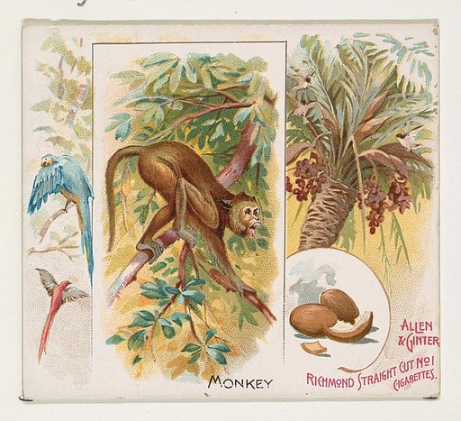 Monkey, from Quadrupeds series (N41) for Allen & Ginter Cigarettes
