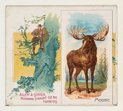 Moose, from Quadrupeds series (N41) for Allen & Ginter Cigarettes