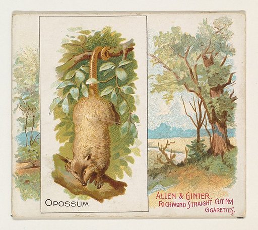 Opossum, from Quadrupeds series (N41) for Allen & Ginter Cigarettes