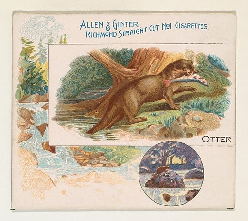 Otter, from Quadrupeds series (N41) for Allen & Ginter Cigarettes