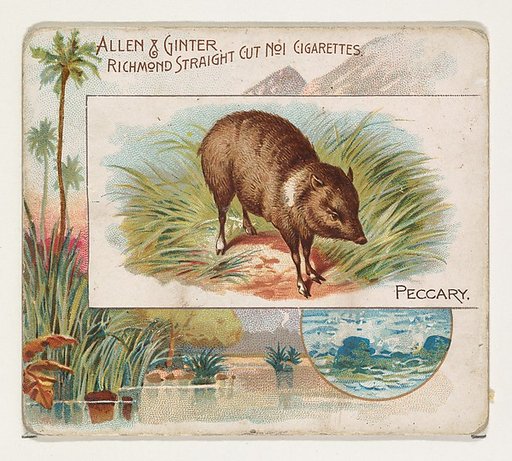 Peccary, from Quadrupeds series (N41) for Allen & Ginter Cigarettes