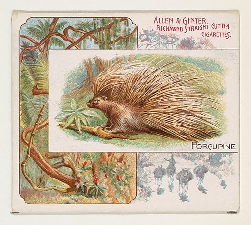 Porcupine, from Quadrupeds series (N41) for Allen & Ginter Cigarettes