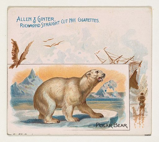 Polar Bear, from Quadrupeds series (N41) for Allen & Ginter Cigarettes