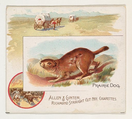 Prairie Dog, from Quadrupeds series (N41) for Allen & Ginter Cigarettes