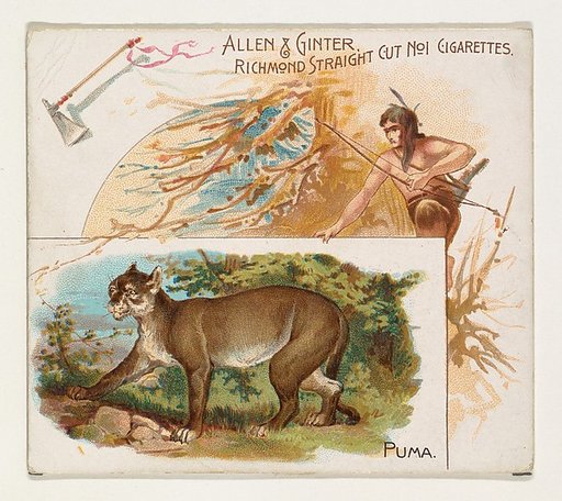 Puma, from Quadrupeds series (N41) for Allen & Ginter Cigarettes