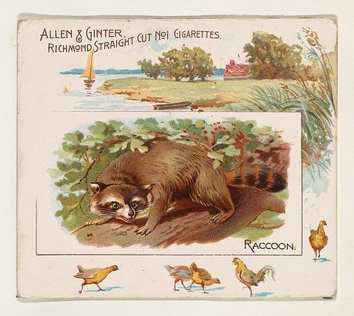 Raccoon, from Quadrupeds series (N41) for Allen & Ginter Cigarettes