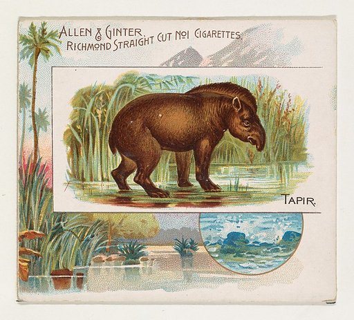Tapir, from Quadrupeds series (N41) for Allen & Ginter Cigarettes