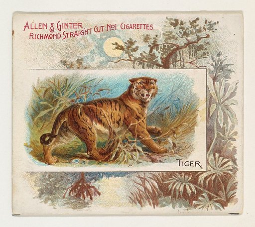 Tiger, from Quadrupeds series (N41) for Allen & Ginter Cigarettes