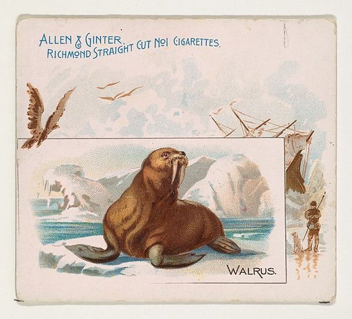 Walrus, from Quadrupeds series (N41) for Allen & Ginter Cigarettes