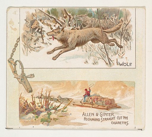 Wolf, from Quadrupeds series (N41) for Allen & Ginter Cigarettes