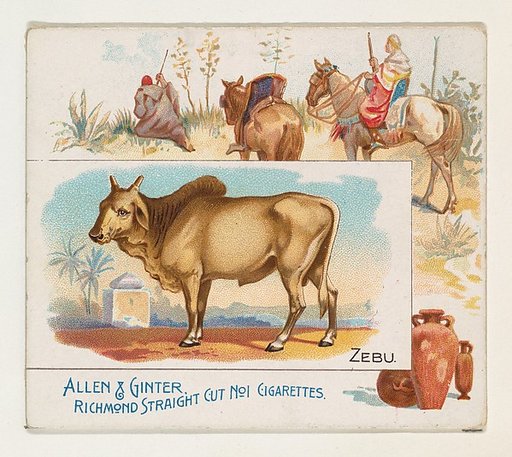 Zebu, from Quadrupeds series (N41) for Allen & Ginter Cigarettes