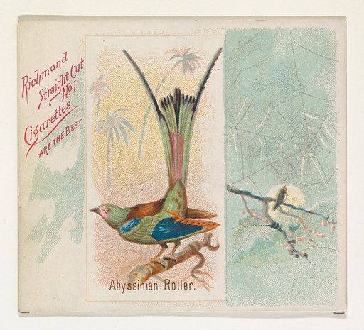 Abyssinian Roller, from the Song Birds of the World series (N42) for Allen & Ginter Cigarettes