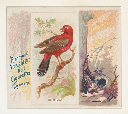 Amandava, from the Song Birds of the World series (N42) for Allen & Ginter Cigarettes