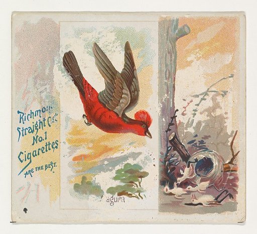 Araguira, from the Song Birds of the World series (N42) for Allen & Ginter Cigarettes