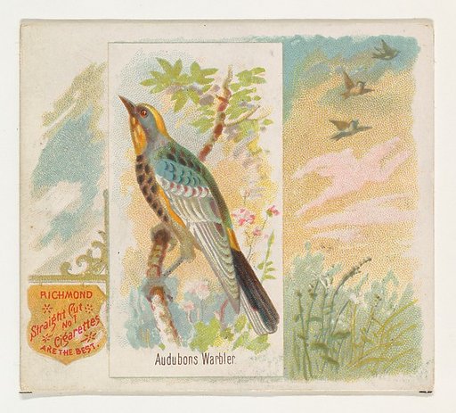 Audobons Warbler, from the Song Birds of the World series (N42) for Allen & Ginter Cigarettes