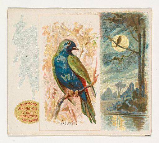 Azuvert, from the Song Birds of the World series (N42) for Allen & Ginter Cigarettes