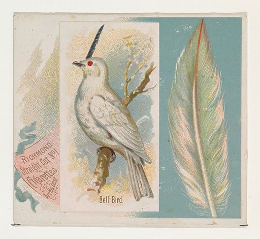 Bell Bird, from the Song Birds of the World series (N42) for Allen & Ginter Cigarettes
