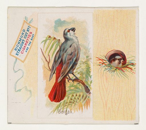Bengali, from the Song Birds of the World series (N42) for Allen & Ginter Cigarettes