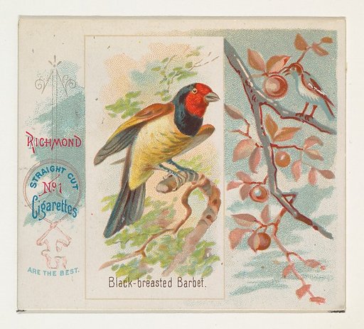 Black-breasted Barbet, from the Song Birds of the World series (N42) for Allen & Ginter Cigarettes