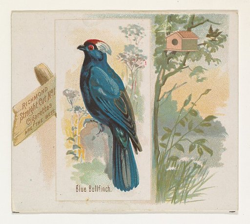 Blue Bullfinch, from the Song Birds of the World series (N42) for Allen & Ginter Cigarettes