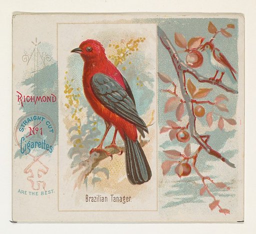 Brazilian Tanager, from the Song Birds of the World series (N42) for Allen & Ginter Cigarettes