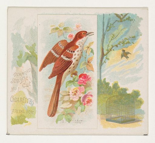 Brown Thrasher, from the Song Birds of the World series (N42) for Allen & Ginter Cigarettes