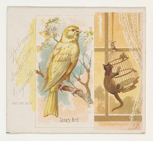 Canary Bird, from the Song Birds of the World series (N42) for Allen & Ginter Cigarettes